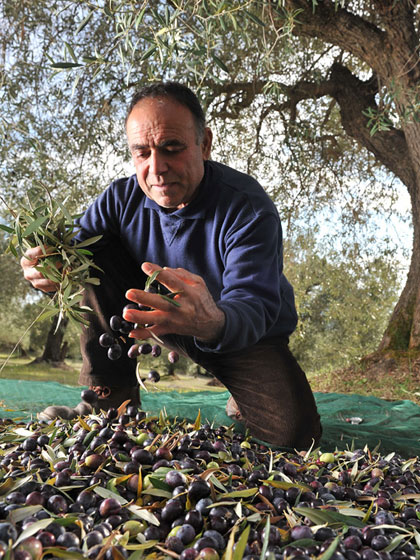 A Sardinian farmer harvesting olive with bare hands