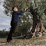 Local picking up olives