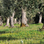 olive-trees_DSC_4667