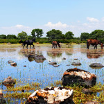 giara-di-gesturi_cavallini_wild-horses_ND3_9685