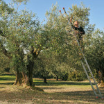 a local farmer picking up olives