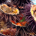 sea urchins