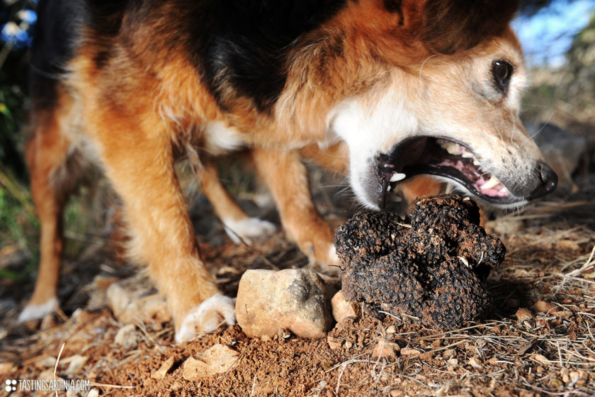 a dog that hunt for truffles