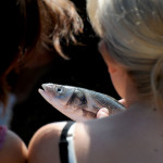 fish cleaning for fish soup cooking lesson