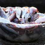 raw fish ready to be cleaned for fish soup cooking lesson