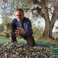 A Sardinian farmer harvesting olive with bare hands