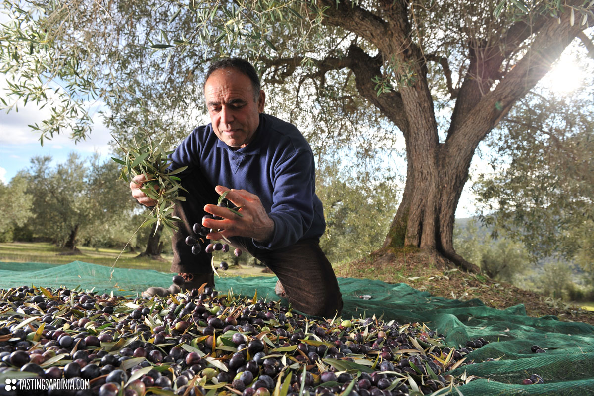 A Sardinian farmer harvesting olive with bare hands