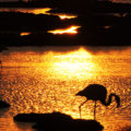 flamingos in cabras pond