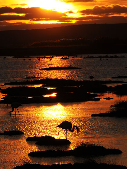 flamingos in cabras pond