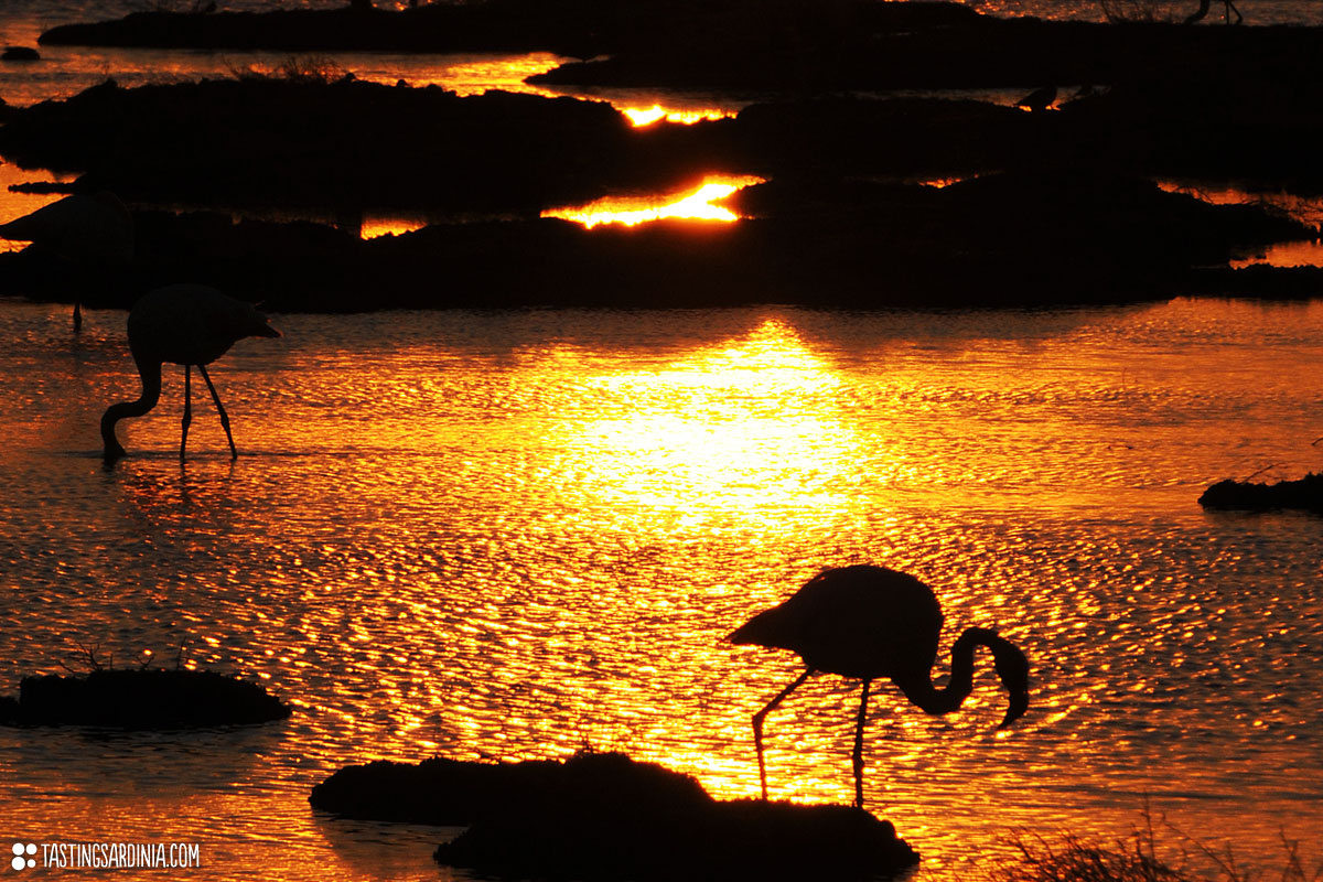flamingos in cabras pond