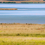 A spectacular colony of flamingos in a lagoon of the Sinis peninsula