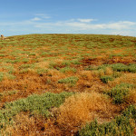 meadow in Mal di Ventre island