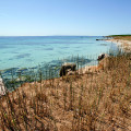 wild garlic in Mal di Ventre island