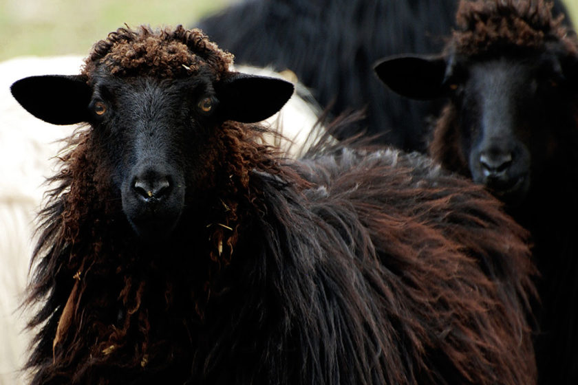 arbus black sheep