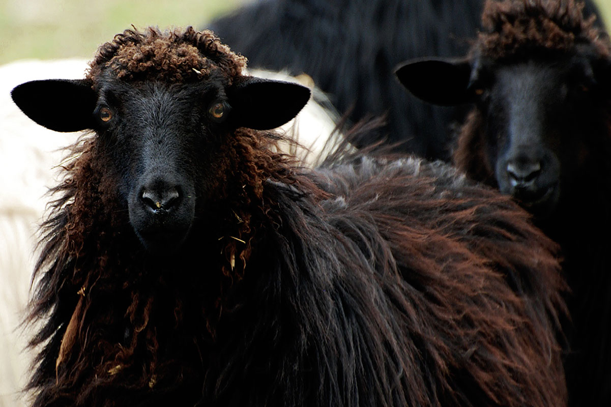 arbus black sheep